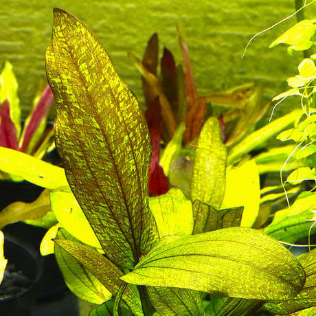 CATEGORY エキノドルス | water plants lover
