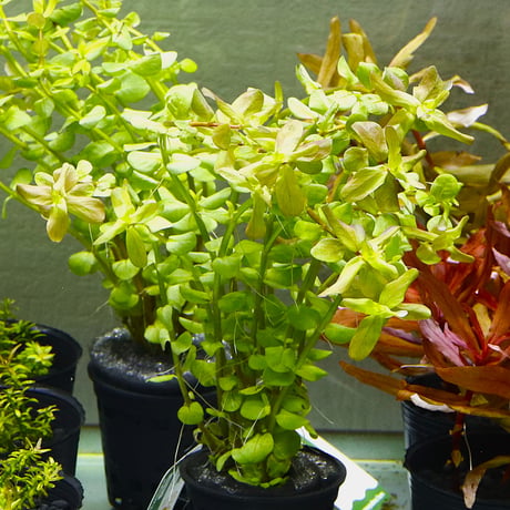 ITEM | water plants lover