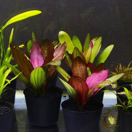 CATEGORY エキノドルス | water plants lover