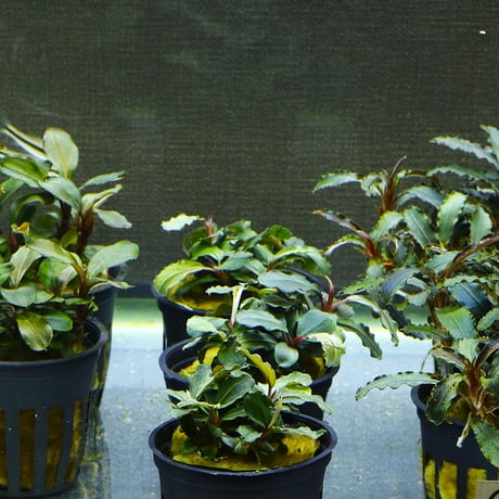 ITEM | water plants lover