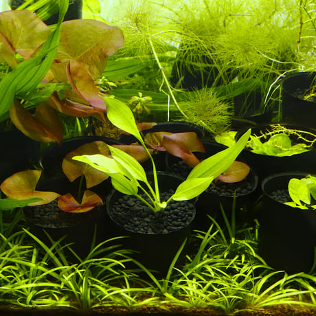CATEGORY エキノドルス | water plants lover