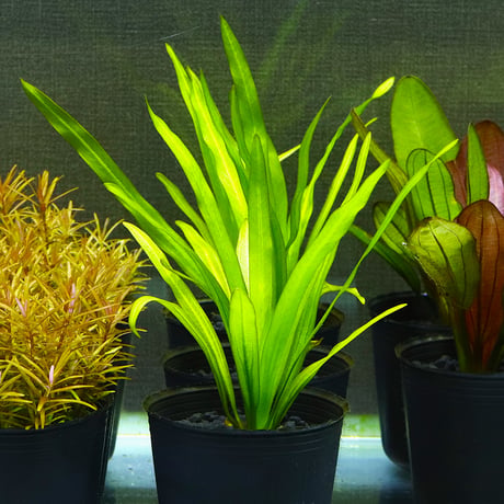 CATEGORY エキノドルス | water plants lover