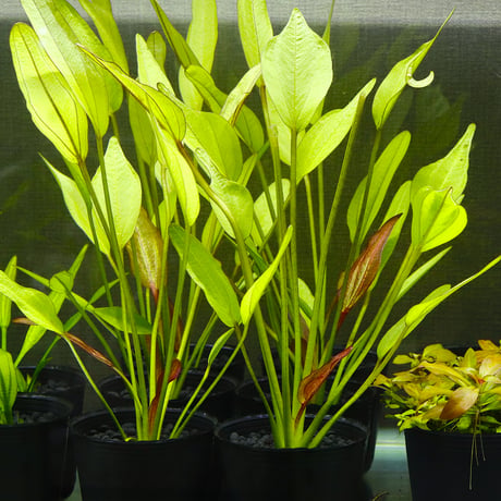 ITEM | water plants lover