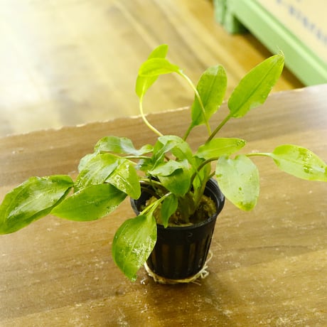 CATEGORY クリプトコリネ | water plants lover