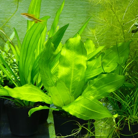 CATEGORY エキノドルス | water plants lover