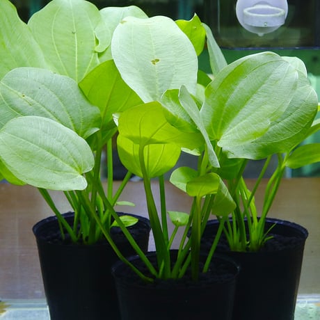 CATEGORY エキノドルス | water plants lover