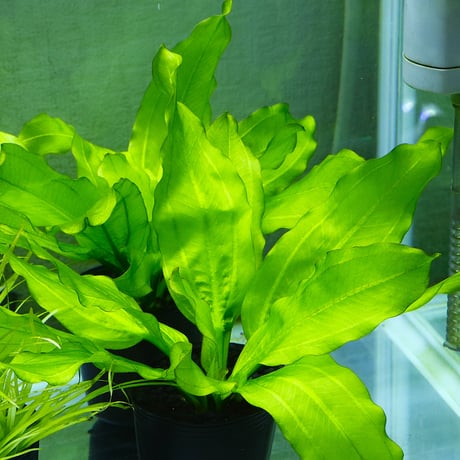 CATEGORY エキノドルス | water plants lover
