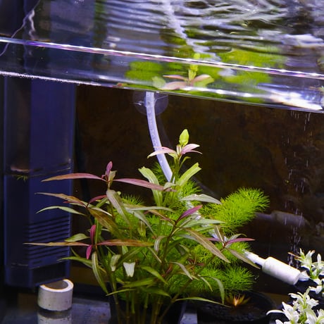CATEGORY 水草 | water plants lover
