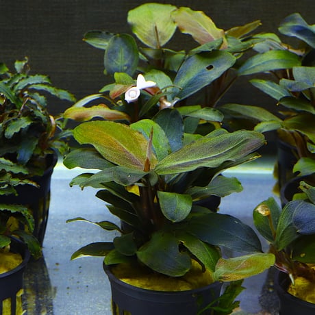 CATEGORY 水草 | water plants lover