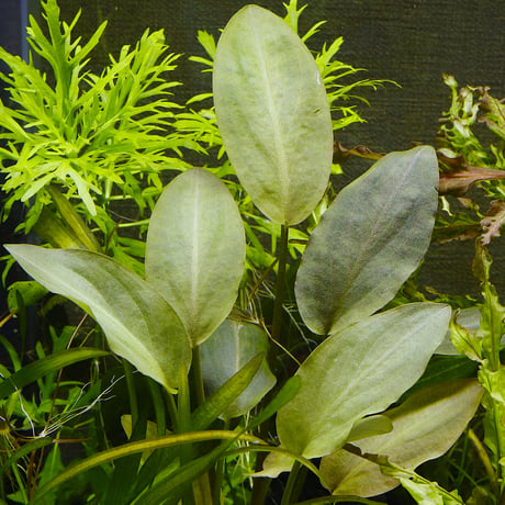 ITEM | water plants lover