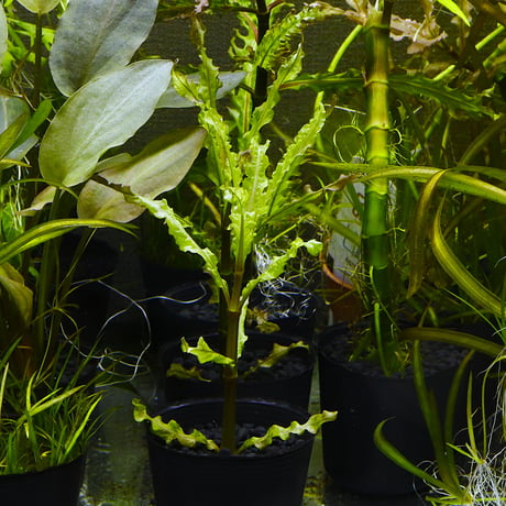 ITEM | water plants lover