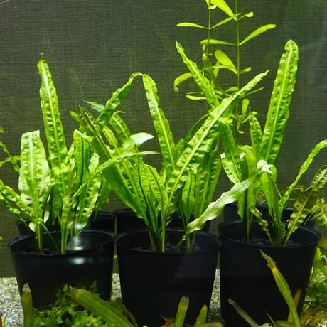 CATEGORY クリプトコリネ | water plants lover