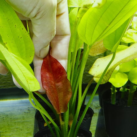 CATEGORY エキノドルス | water plants lover