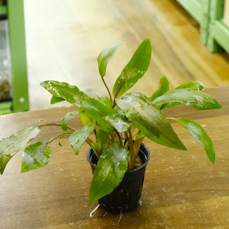 CATEGORY クリプトコリネ | water plants lover