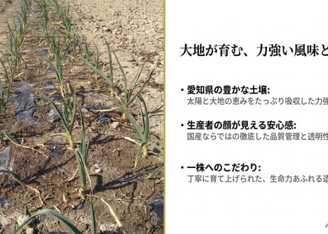 DOHO STYLEにんにく　（愛知県産）