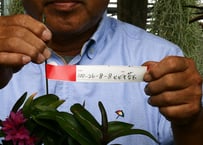 100-26-08-08　ヒビキ苔玉