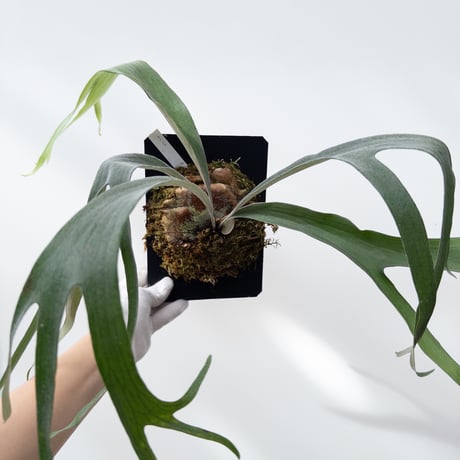 CATEGORY Plants | 村長の直売所