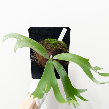 CATEGORY Plants | 村長の直売所