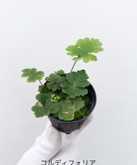 34】ビカクシダ ウィリンキー胞子培養 □黒ラベル□ | 村長の直売所