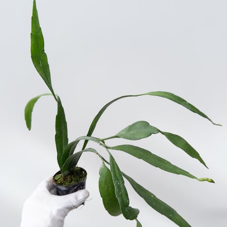 CATEGORY Plants | 村長の直売所