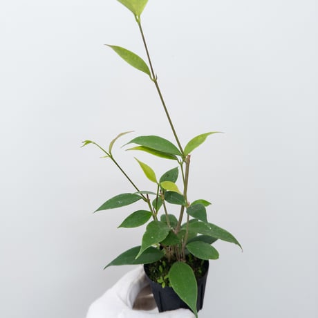 CATEGORY Plants | 村長の直売所