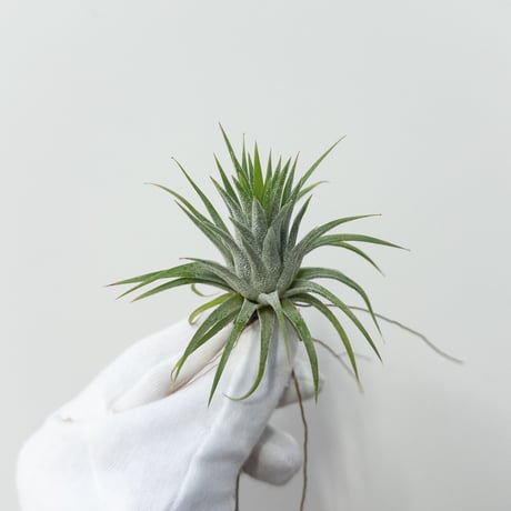 CATEGORY Plants | 村長の直売所