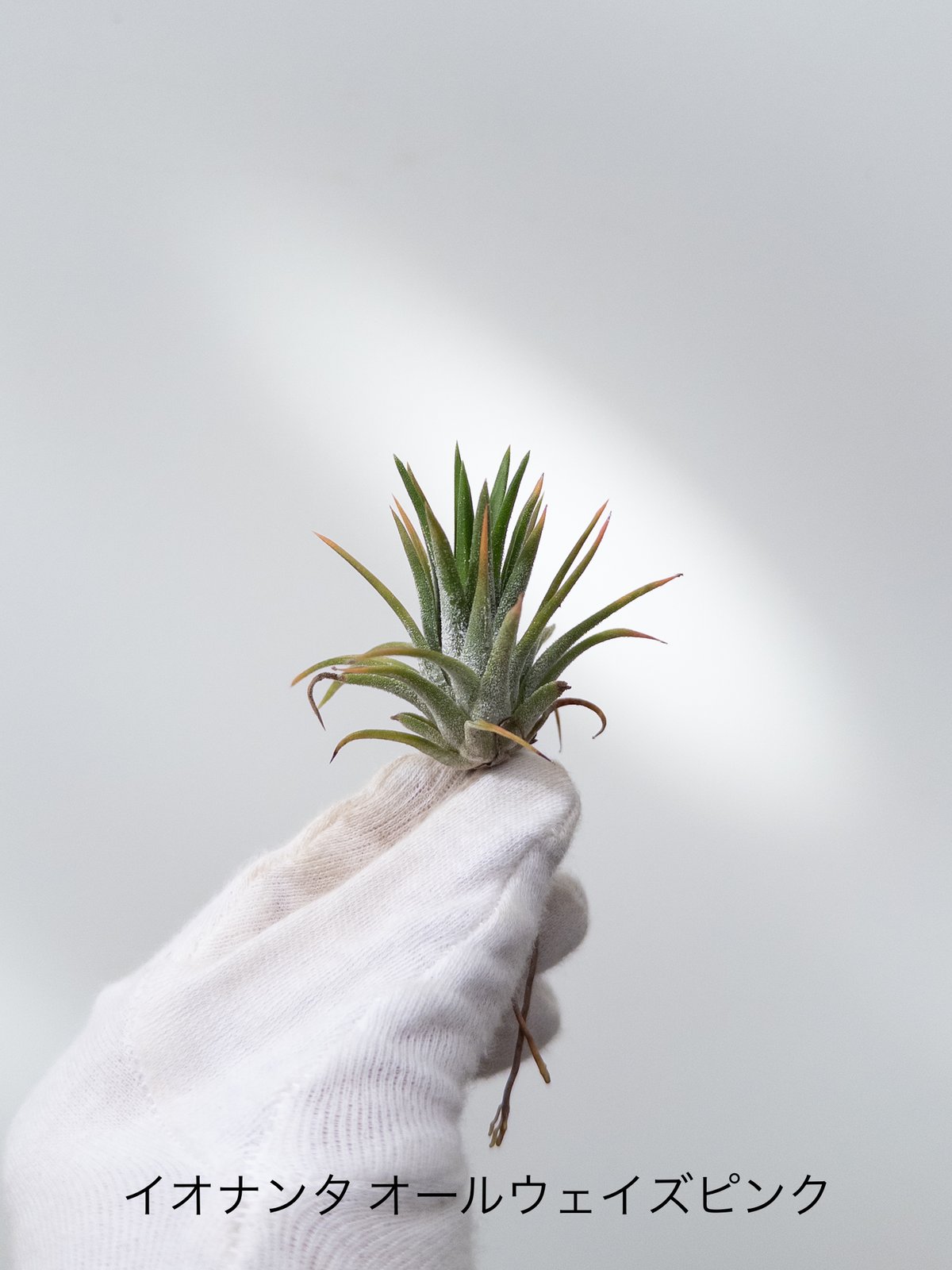58】ティランジア イオナンタ オールウェイズピンク ionantha 'Always