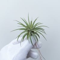 【の】ティランジア  イオナンタ ルブラ　黄斑入り　■黒ラベル■　・ちょっと弱いけどゆっくり大きくなる