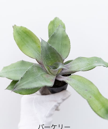 CATEGORY Plants | 村長の直売所