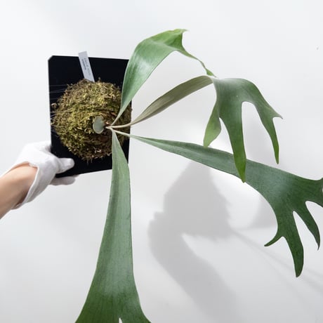 CATEGORY Plants | 村長の直売所