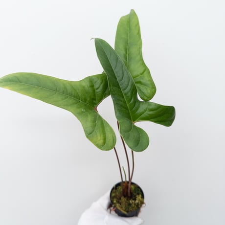CATEGORY Plants | 村長の直売所