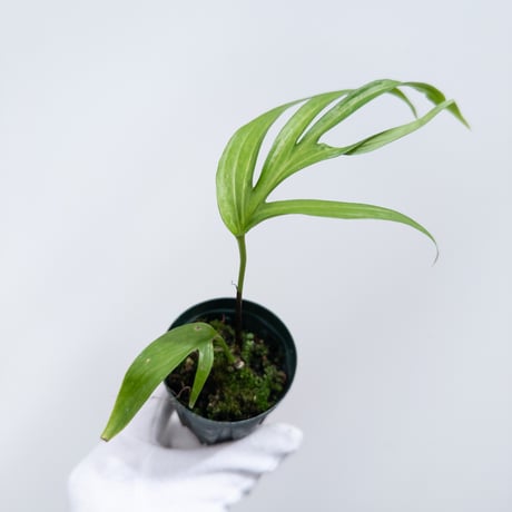 CATEGORY Plants | 村長の直売所