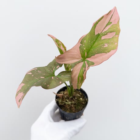 CATEGORY Plants | 村長の直売所