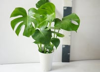 モンステラ 6号（Monstera deliciosa）～大きな切れ込みの入った葉が魅力の、南国ムード漂う定番インテリアグリーン～ﾓﾝｽﾃﾗ 6号