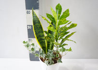 観葉植物の寄せ植え 5号｜多彩な葉色とフォルムを楽しむグリーンアレンジ：ｶﾝﾖｳ ﾖｾｳｴ 他観葉 5号