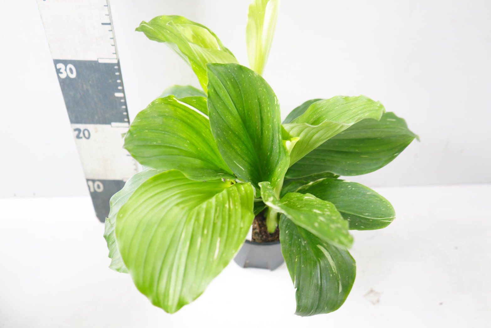 ケンフォリア アルボ バリエガータ ディフェンバキア 観葉植物通販