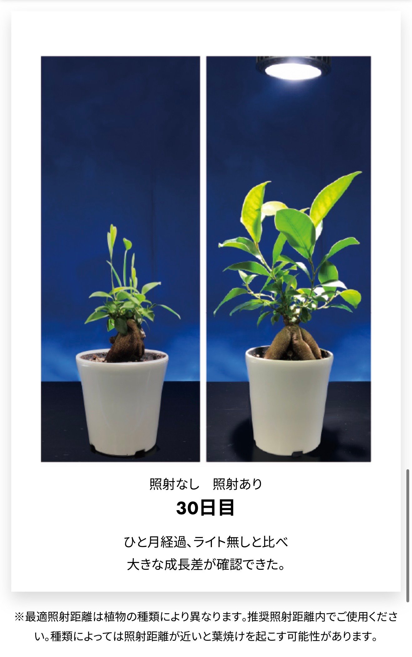 Ever Sun 365 ホワイト 植物育成LEDライト 24W E26口金：EVERSUN3