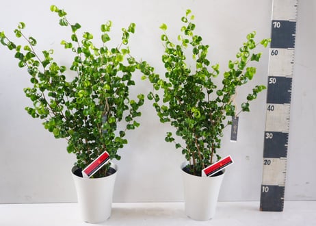 ベンジャミン バロック（Ficus benjamina 'Barok'）～くるりとカールした葉が愛らしい、インテリアに映えるモダンなアートグリーン～　ﾊﾞﾛｯｸ ﾍﾞﾝｼﾞｬﾐﾝ 6号