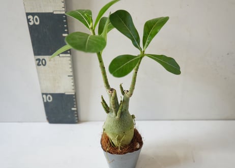 アデニウム 多肉植物 3号｜ぷっくり膨らむ塊根が個性的な「砂漠のバラ」：ｱﾃﾞﾆｳﾑ 多肉植物 3号