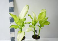 ディフェンバキア 'アボカド' 5号（Dieffenbachia 'Avocado'）～まろやかなグリーンとクリーミーな斑入りが美しい、洗練されたインテリアグリーン～ｱﾎﾞｶﾄﾞ ﾃﾞﾌｪﾝﾊﾞｷｱ