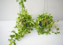 ディスキデア・オバタ 3.5号（Dischidia ovata）～スイカのような個性的な模様と肉厚な葉が魅力の、愛らしいハンギンググリーン～