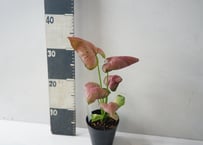 シンゴニウム ｜矢じり形の葉が可愛い育てやすいミニ観葉植物：ｼﾝｺﾞﾆｳﾑ ｼﾝｺﾞｼﾞｭｰﾑ