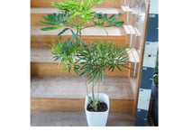 アラレア 他観葉 8号｜繊細な切れ葉が美しいスタイリッシュな観葉植物：ｱﾗﾚｱ 他観葉 8号