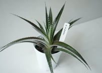 ディッキア ケスウィック 3.5号｜希少なブロメリア 多肉植物 おしゃれなインテリアグリーン｜ﾃﾞｨｯｷｱ ｹｽ 多肉植物 3.5号