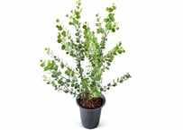 観葉植物 ユーカリ・ウェブステリアナ（高さ約70cm）：ウエブストリアナ ユーカリ