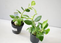 ヒドノフィツム　蟻の巣玉　Hydnophytum formicaruヒドノフィツム 2.5号｜アリ植物・珍しい観葉植物｜コーデックス風インテリアグリーン・コレクター向け