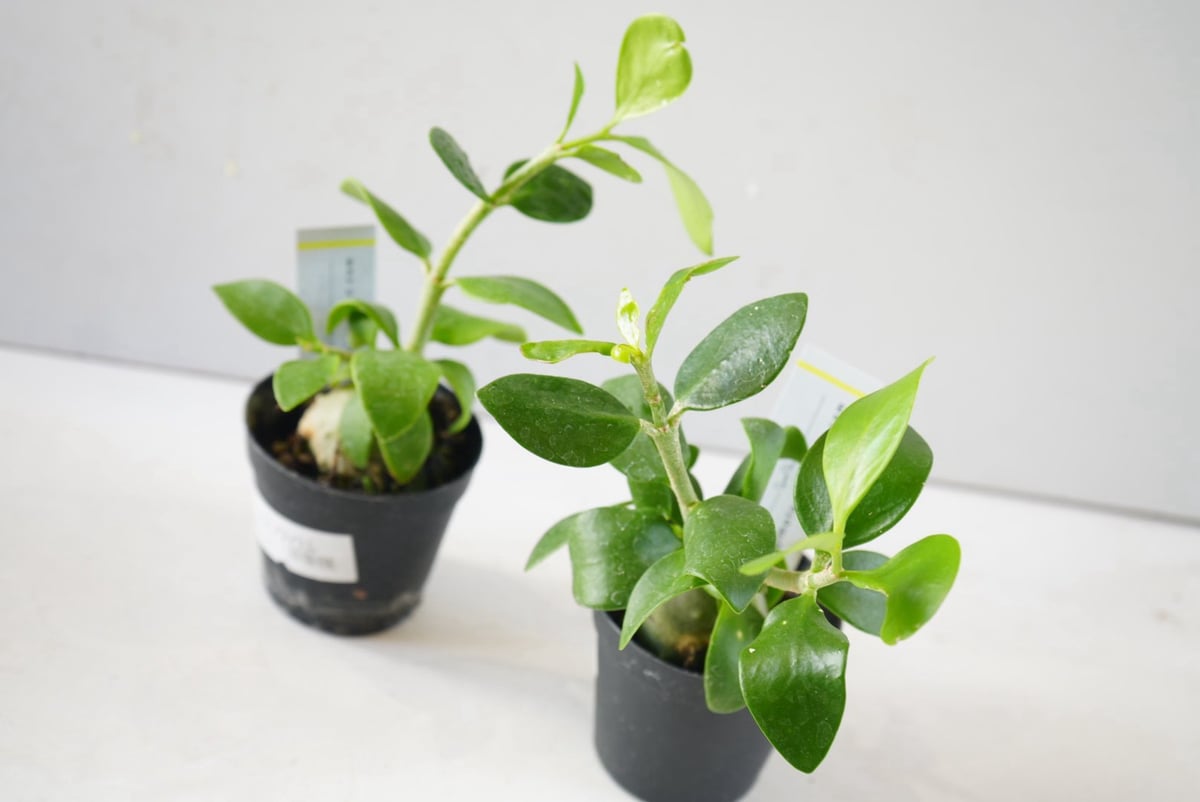 ヒドノフィツム 蟻の巣玉 Hydnophytum formicaruヒドノフィツム 2.5号｜