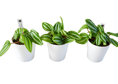 【レアプランツ】観葉植物 ペペロミア ベルシャフェルティー　3号（高さ約15cm）
