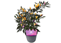 花苗 観賞用トウガラシ 'ハロウィンカラー' 3号（高さ約25cm）