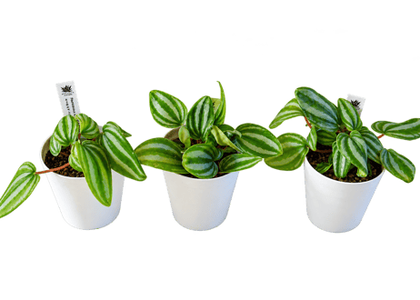 【レアプランツ】観葉植物 ペペロミア ベルシャフェルティー　3号（高さ約15cm）